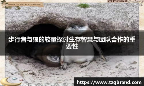 步行者与狼的较量探讨生存智慧与团队合作的重要性